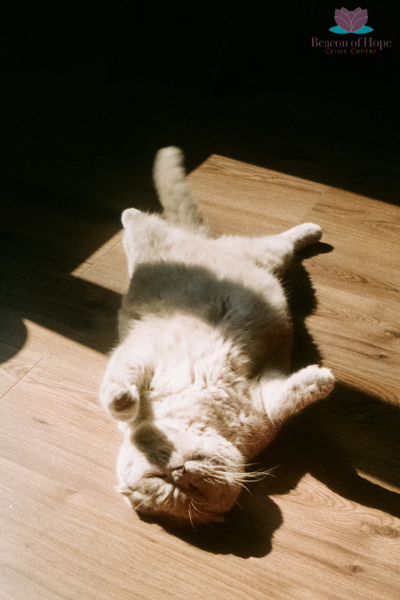 Cat laying where the sun is shining on the floor