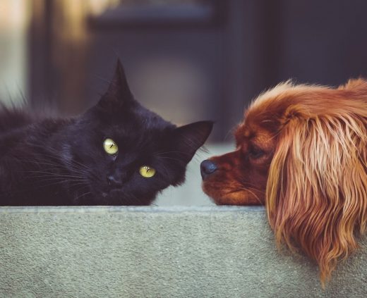Black cat laying next to a brown dog