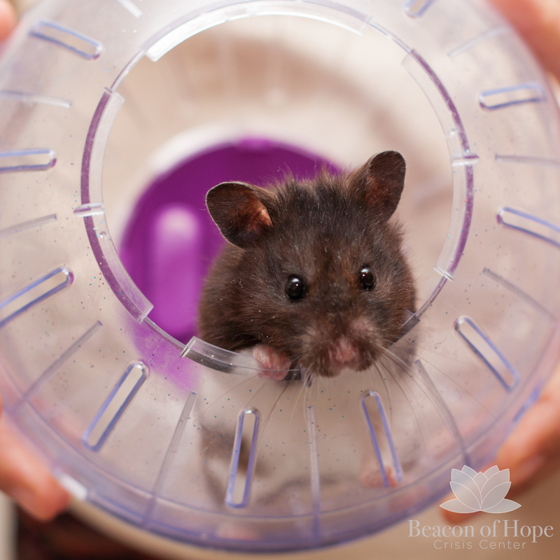 Hamster peeking out of it's wheel