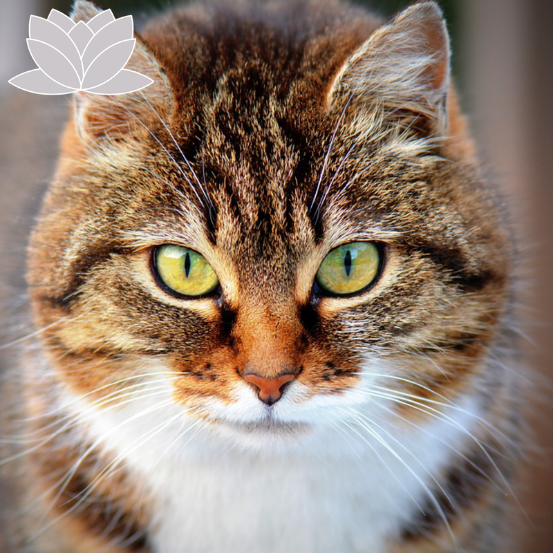 Close up of a cats face.