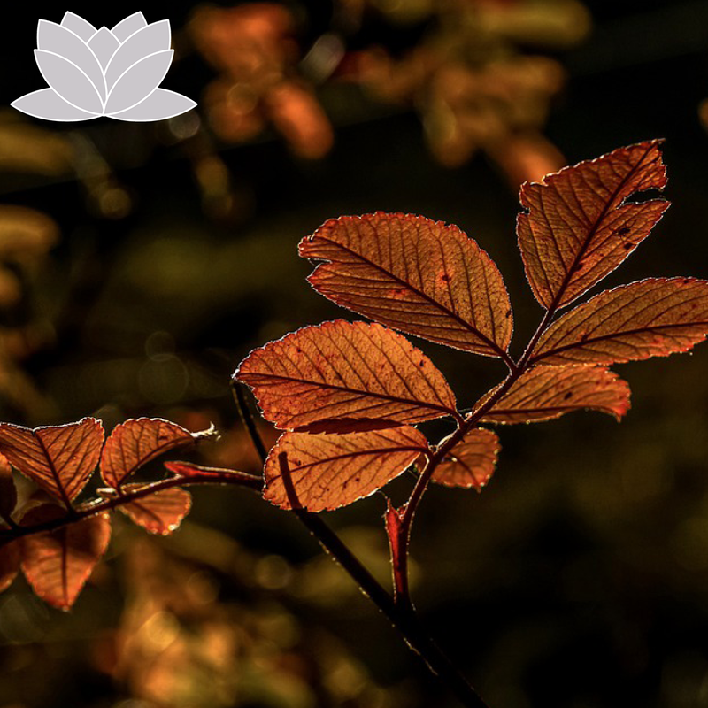 Fall leaves.