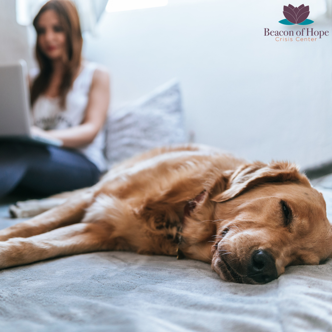 Dog sleeping on a bed