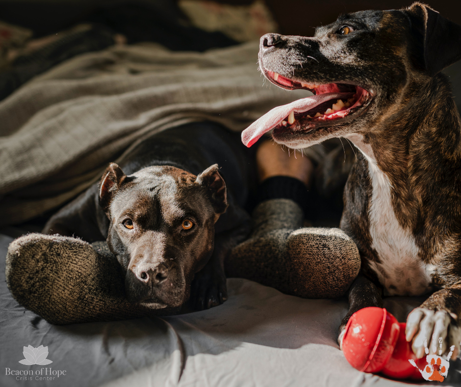 Two dogs laying with their owner